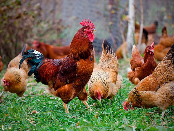 Породы куриц | ЗооТом - продажа, вязка и услуги для животных в Новодвинске