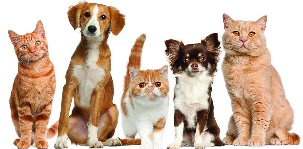 Доска объявлений о животных | ЗооТом - продажа, вязка и услуги для животных в Новодвинске