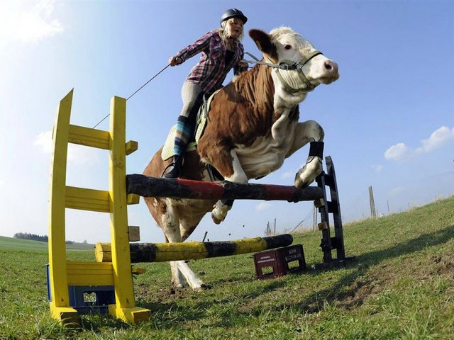 Статьи о коровах в Новодвинске | ЗооТом портал о животных