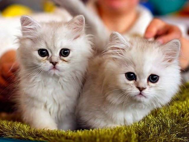 Породы кошек в Новодвинске | ЗооТом портал о животных