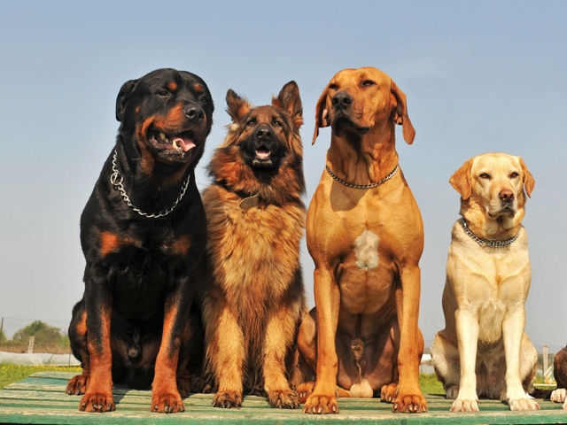 Крупные породы собак в Новодвинске | ЗооТом портал о животных