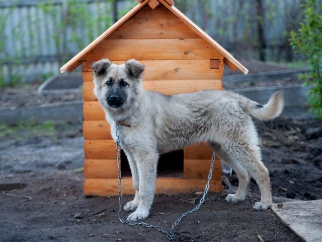 Все о собаках в Новодвинске